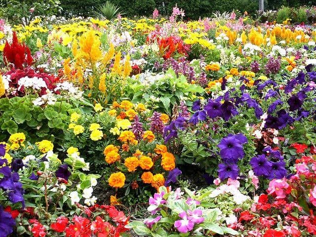 Radha Madhava's Garden photograph 2
