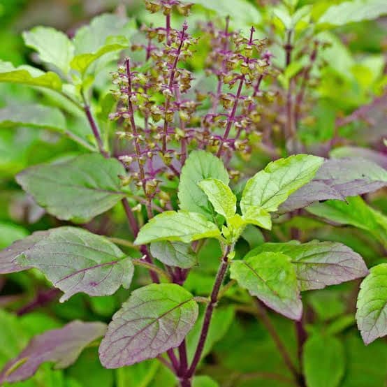 Tulsi Worship